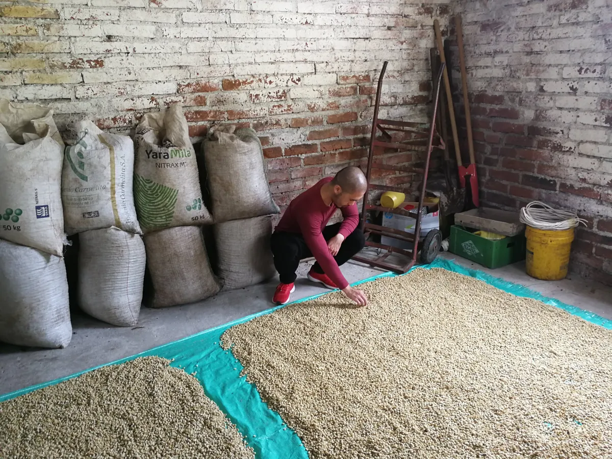 El fundador de JC Tradings revisando café pergamino durante una visita a una finca en Colombia.